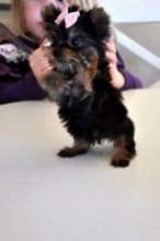 Male and female registered teacup yorkie puppies up for a good home. 302 307 6149