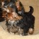 Our teacup yorkie puppies are very well loved and socialized 302 307 6149