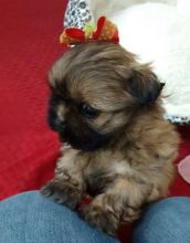 Playful Shih tzu Puppies