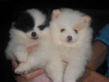 Pomeranian Puppies