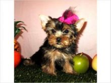 Purebred Tiny Yorkie Puppies ♥♥♥**text me a 10 weeks old 302 307 6149