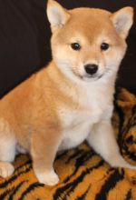 Shiba Inu puppies for adoption