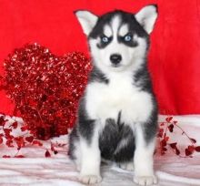 Siberian Husky puppies with blue Eyes