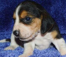 Smart Male and female Beagle puppies.