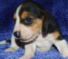 Smart Male and female Beagle puppies.
