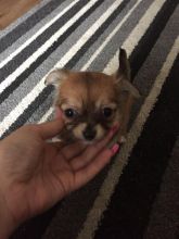 3 Tart & Tiny Chihuahua's For Adoption..Call/Text (980) 262-0364