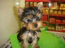 They are AKC registered teacup Yorkshire Terrier puppies to offer to any pet loving home302 307 6149