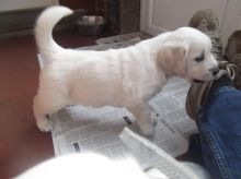 Two male and female Golden Retriever Puppies Available