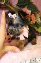 We have Male And Female yorkie puppies ready 302 307 6149