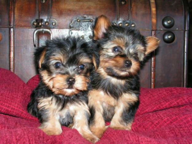 Maddie and Freddie needs a new home ///239-300-9206 Image eClassifieds4u