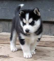 Beautiful Siberian Husky Puppies ready to go Image eClassifieds4u