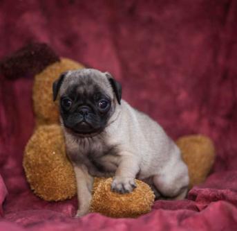 CKC Pug Puppies Image eClassifieds4u
