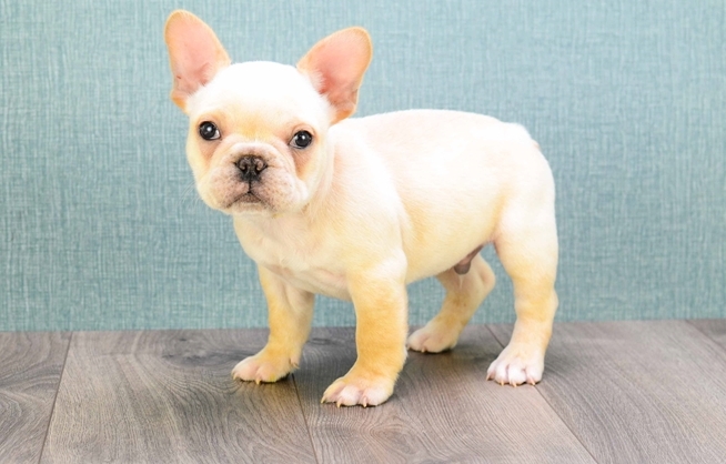 French Bulldog Puppies Image eClassifieds4u