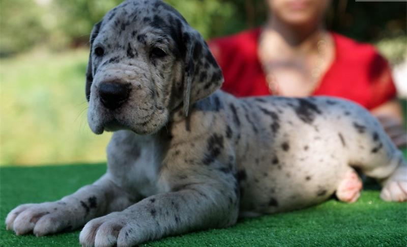 Great Danes available for new homes(443-317-3621) Image eClassifieds4u