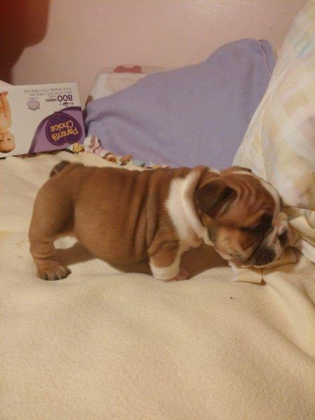 Healthy English Bulldog Puppies For Adoption Image eClassifieds4u