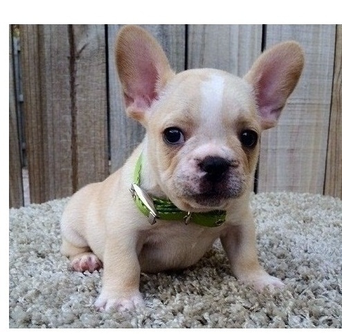 Healthy French Bulldog puppies. Image eClassifieds4u