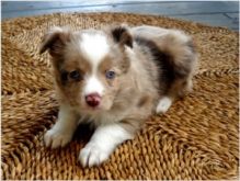 Australian shepherd puppies available Image eClassifieds4U