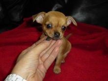 Female Pocket Size Chihuahua Puppy Image eClassifieds4u 2