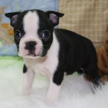 Fluffy Boston Terrier puppies. Image eClassifieds4U