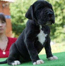Great Danes available for new homes(443-317-3621) Image eClassifieds4u 2