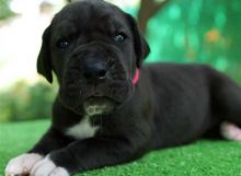 Great Danes available for new homes(443-317-3621) Image eClassifieds4u 3