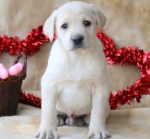 Male and female Labrador Retriever puppies. Image eClassifieds4U