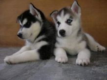 Siberian husky puppies available Image eClassifieds4u 1