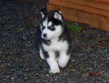 Siberian Husky Puppies for Adoption Image eClassifieds4u 1