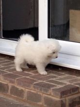 Super cute Samoyed puppies available (443-317-3621) Image eClassifieds4u 1
