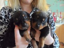 Superp German Rottweiler Puppies Ready Now Image eClassifieds4U