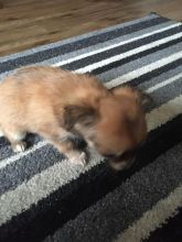 3 Tart & Tiny Chihuahua's For Adoption..Call/Text (980) 262-0364 Image eClassifieds4u 2
