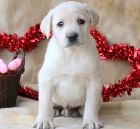 Male and female Labrador Retriever puppies. Image eClassifieds4u