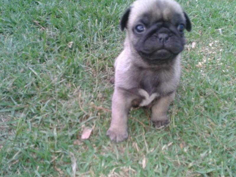 Quiet Pug Puppies Available For Good Homes Image eClassifieds4u