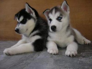 Siberian Husky Puppies Blue eyes Ready Image eClassifieds4u