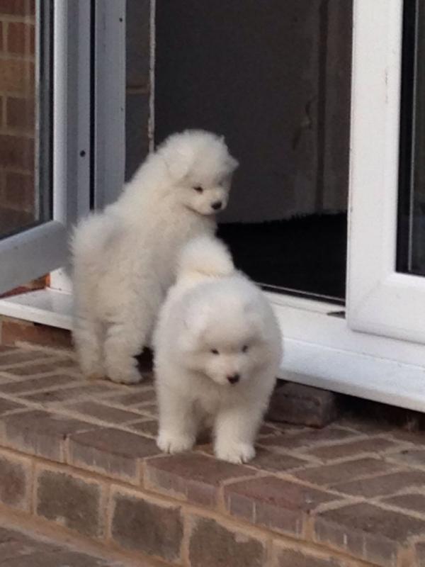 Super cute Samoyed puppies available (443-317-3621) Image eClassifieds4u