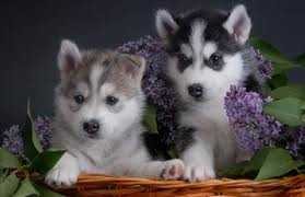 Sweet Siberian Husky Puppies - 450.00 US$ Image eClassifieds4u