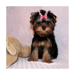 Teacup Yorkie Puppies for Adoption **text me a 10 weeks old 302 307 6149 Image eClassifieds4u