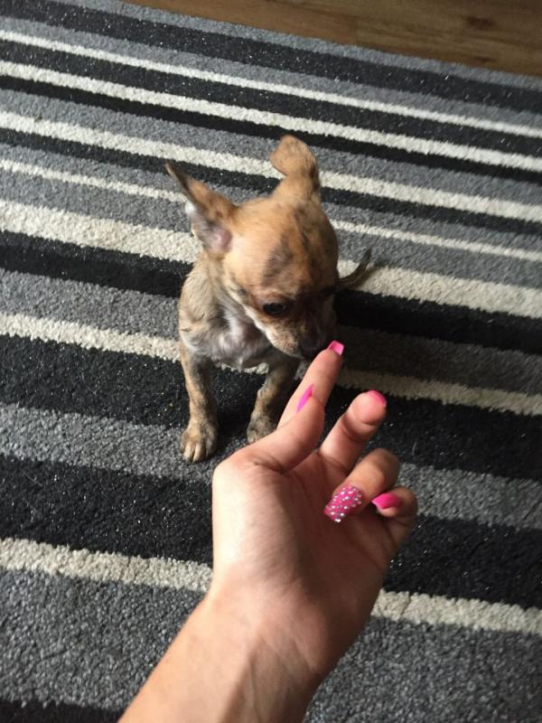Teddy Bear Pocket Size Chihuahua Puppy..Call/Text (980) 262-0364 Image eClassifieds4u