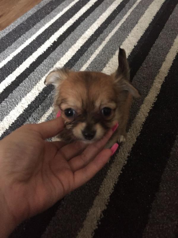 3 Tart & Tiny Chihuahua's For Adoption..Call/Text (980) 262-0364 Image eClassifieds4u