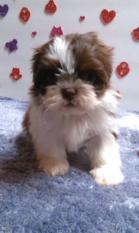 Shih Tzu Puppies for Sale Image eClassifieds4u