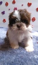 Shih Tzu Puppies for Sale