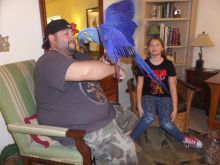 A Bonded Pair Of Hyacinth Macaw