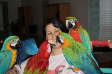 Adorable Macaw parrots for sale .(Call or Text via 404-445-1638)