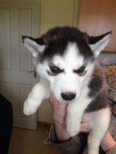 blue eyes siberian husky ready to go now