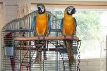 Female Blue and gold Macaw For Adoption