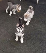 siberian husky puppies ready now