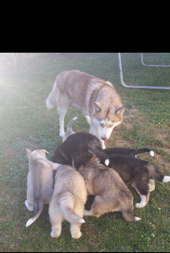 blue eyes siberian husky ready to go now Image eClassifieds4u