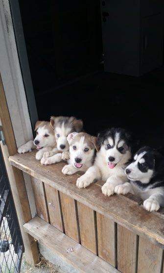 blue eyes siberian husky ready to go now Image eClassifieds4u