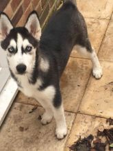 blue eyes siberian husky ready to go now Image eClassifieds4U