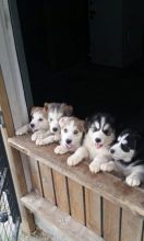 siberian husky Image eClassifieds4U